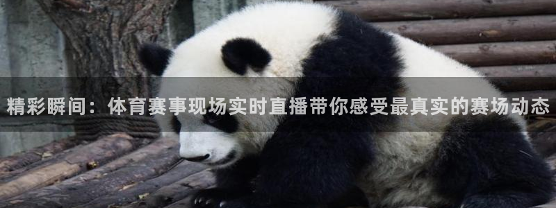 精彩瞬间：体育赛事现场实时直播带你感受最真实的赛场动态